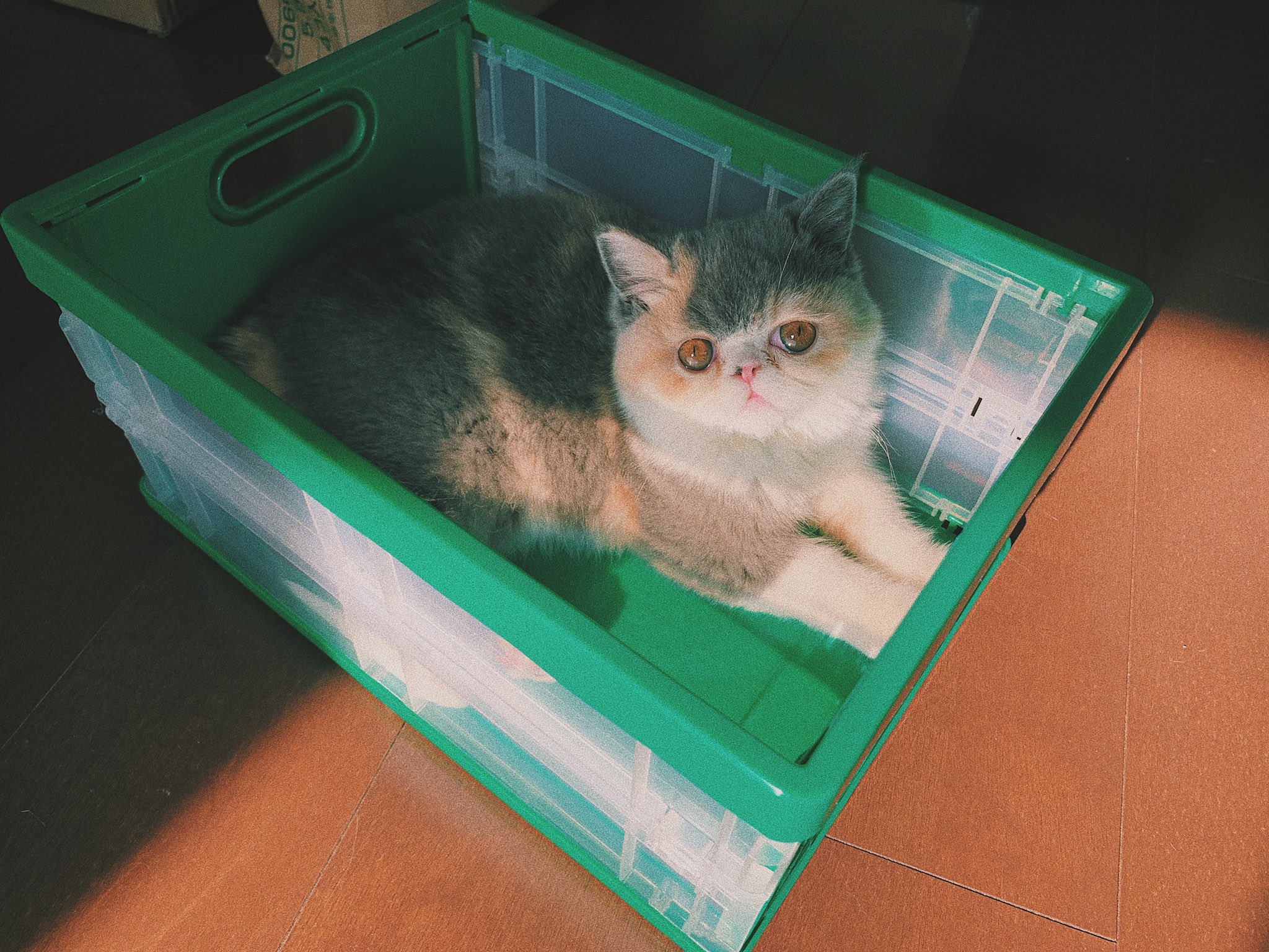 セントチヒロ チッチ 箱入り猫 T Co 4d0x1c2vmx Twitter セントチヒロ チッチ 箱入り猫 T Co 4d0x1c2vmx Twitter