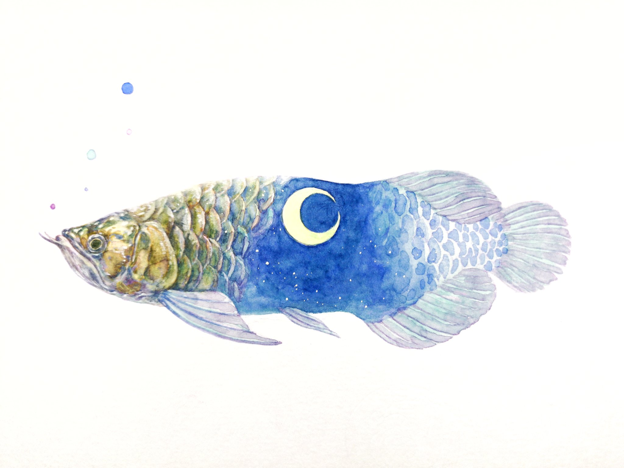 Hirotoshi Kanou 夢みるアロワナ 透明水彩で着彩 アロワナ イラストすきな人と繋がりたい 絵すきな人と繋がりたい アロワナ好きな人と繋がりたい 夜空の絵 T Co Akz5m6dyrm Twitter