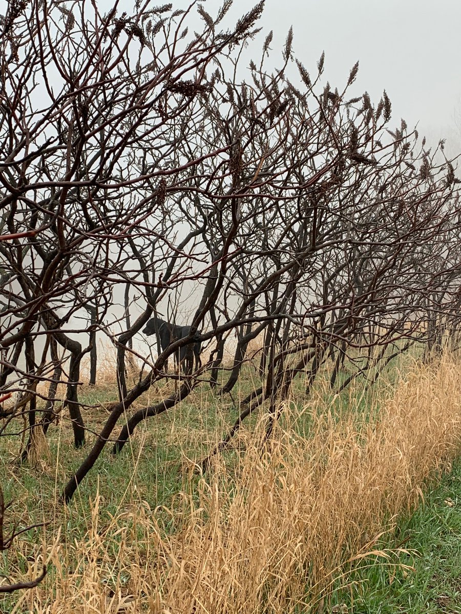 Anne_Verhallen's tweet photo. A foggy walk this morning after chores I think it is the highlight of Millieโs day - chasing squirrels. #biggoof https://t.co/VIFcz13Lcp