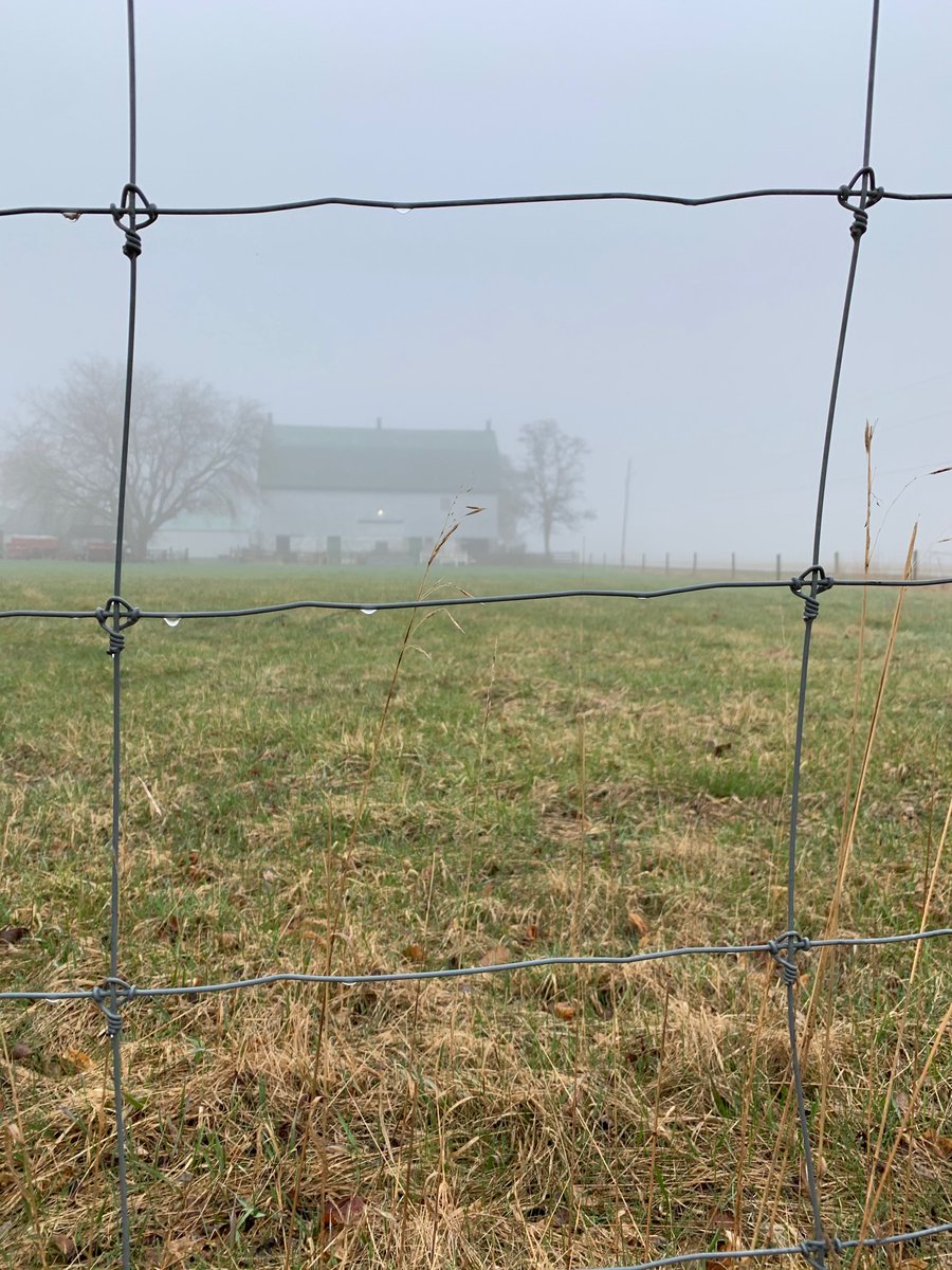 Anne_Verhallen's tweet photo. A foggy walk this morning after chores I think it is the highlight of Millieโs day - chasing squirrels. #biggoof https://t.co/VIFcz13Lcp