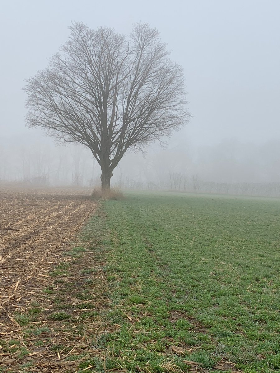 Anne_Verhallen's tweet photo. A foggy walk this morning after chores I think it is the highlight of Millieโs day - chasing squirrels. #biggoof https://t.co/VIFcz13Lcp