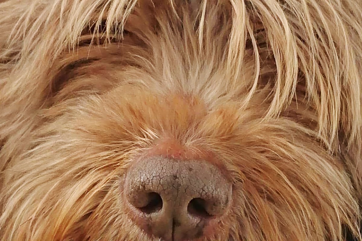 wunderdog_mag's tweet photo. #DogRescue #RescueDogs #Wunderwednesday #SpanishStrayDogs #SpanishRescueDog #WunderdogStory #Wunderdog #RescueDog #COVIDdog #RescueIsMyFavouriteBreed #RescueParents #DogMum #DogLife #NewHome #Widow #K9Angels https://t.co/x8ynaIRK6f