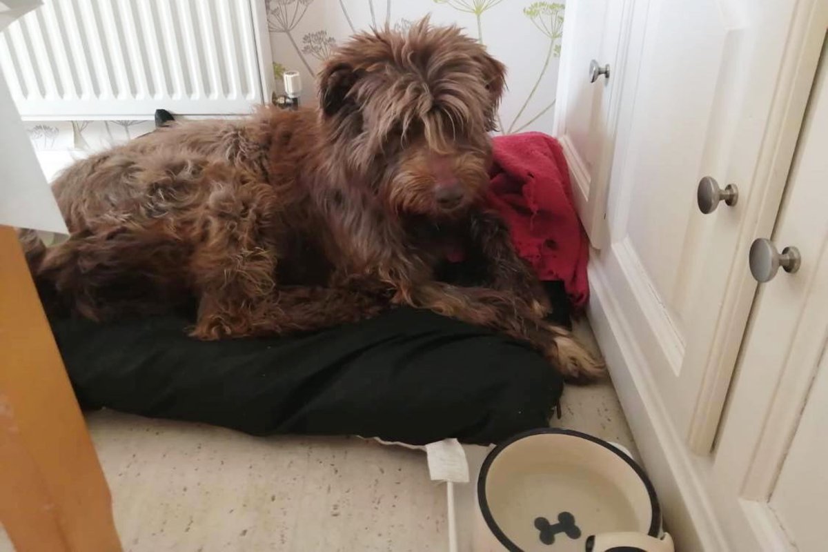 wunderdog_mag's tweet photo. #DogRescue #RescueDogs #Wunderwednesday #SpanishStrayDogs #SpanishRescueDog #WunderdogStory #Wunderdog #RescueDog #COVIDdog #RescueIsMyFavouriteBreed #RescueParents #DogMum #DogLife #NewHome #Widow #K9Angels https://t.co/x8ynaIRK6f
