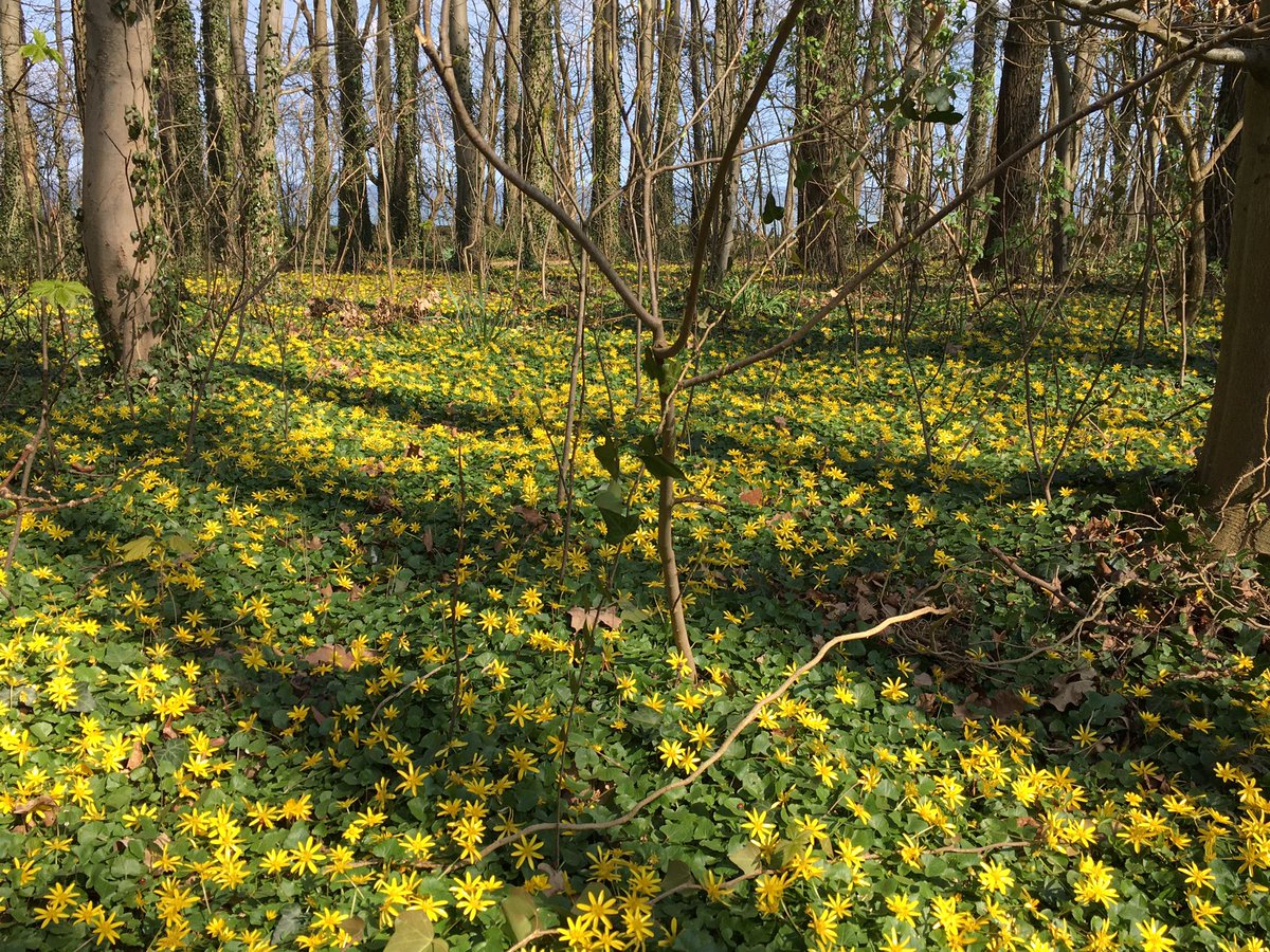 Das Scharbockskraut hat den Küstenwald westlich von #Rostock-#Warnemünde erobert. 

#Frühling #Ostsee