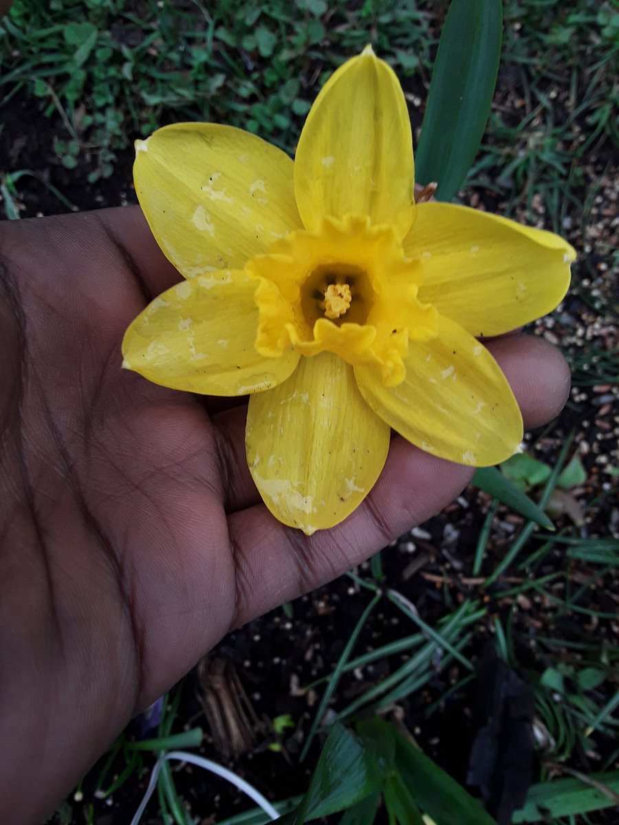 First daffodil of the year