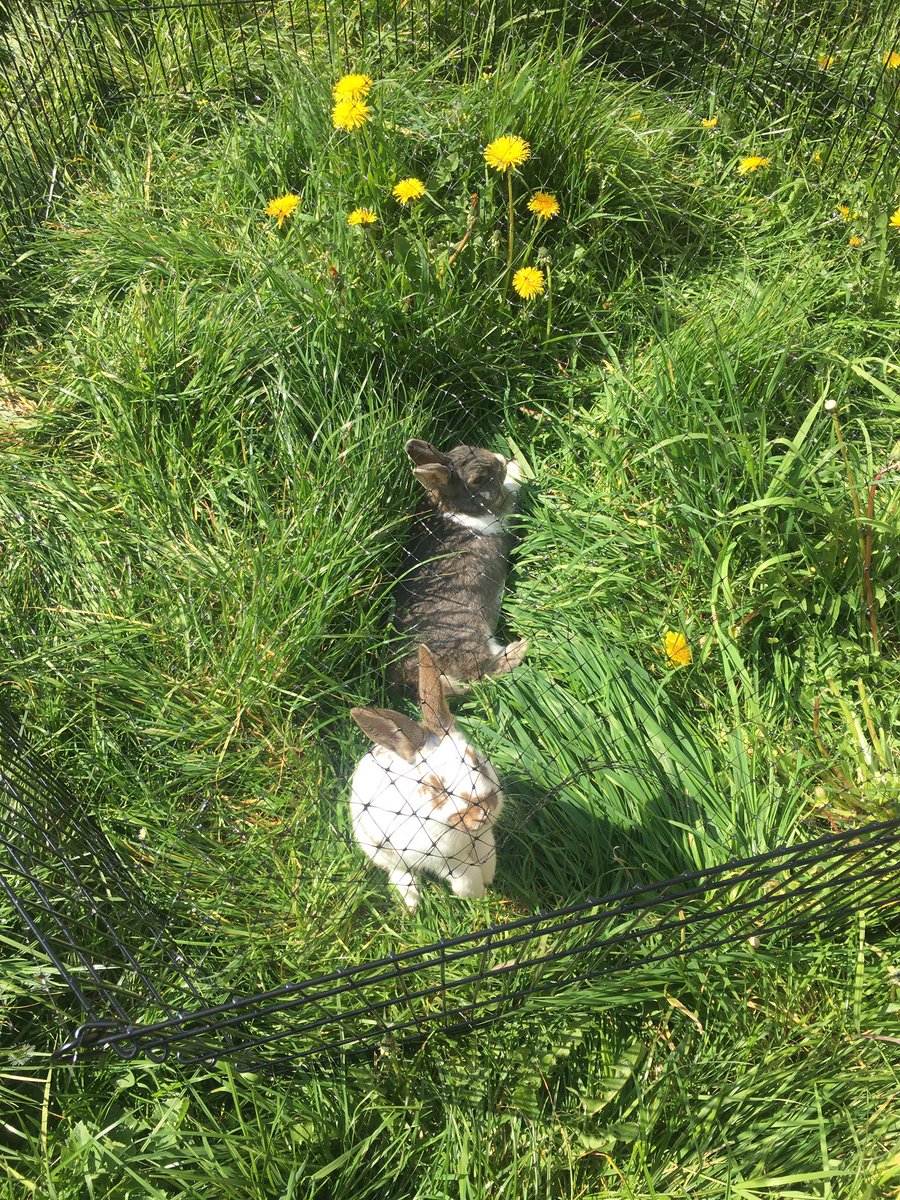 BunnieLiam's tweet photo. To many dandelions to much grass to much excitement and collapse 😂🐰#LiamGallagher  #tired #outside https://t.co/hFW7EAGkeZ