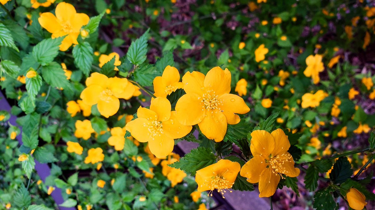 じゅちょまる お疲れ様 庭の 山吹 は今が盛り 我が家の塀には黄金色の花が咲き掛かっています 別名 鏡草 面影草 花言葉 待ちかねる 別名の由来は悲しいけれど好きなお話です マオさんとグルチャでいっぱい話せて楽しかったなぁ 寝る前にまた
