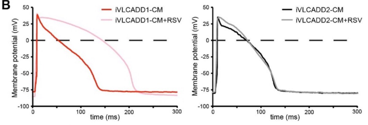 Indeed, resveratrol treatment led to action potential prolongation to a similar duration as in control cells. Also, we saw a strong rescue of DADs and cellular calcium transients. But all happened only in patient 1, who had moderate FAO reduction... 