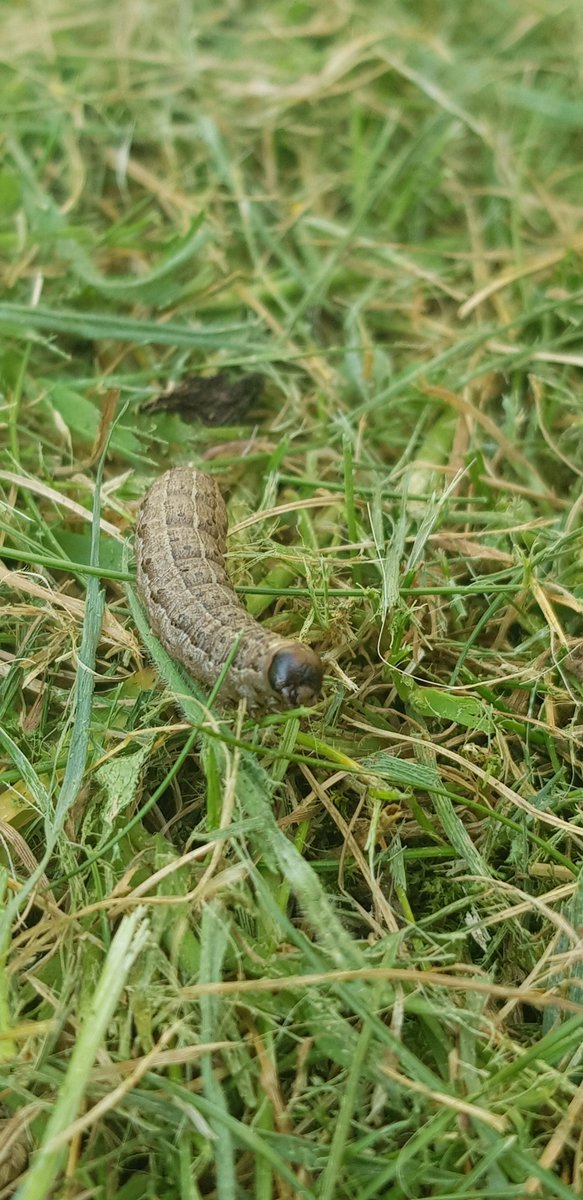 _Flik_'s tweet photo. Day 6 in the Big Brother house...
Felicity finds a Caterpillar and does a photo shoot with it.
She has peaked boredom
#lockdownuk #day6oflockdown #12weeksisolation #HighRiskCovid19 #COVIDー19 https://t.co/OxnW0Z3sTt