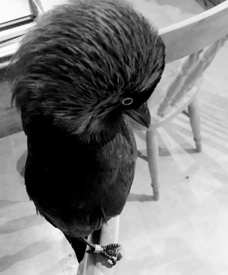 HarryJackdaw's tweet photo. I have had many messages &amp; emails requesting to buy me/where to buy one of my relations after my video went viral. I’ve been told to tell the whole truth about why I am not a good pet &amp; why people shouldn’t buy a animal like me they see on the internet. Deep breath, here goes... https://t.co/2WszCW0nr7