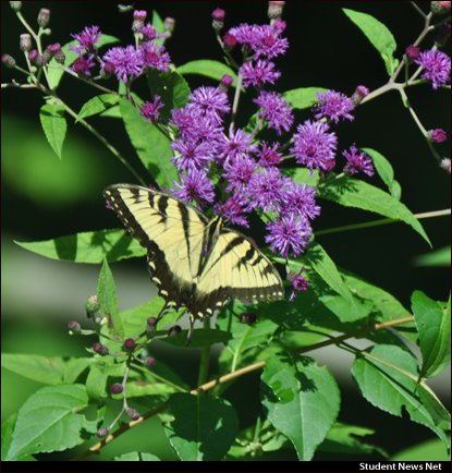 snnheadlines's tweet photo. On April 22, Earth Day turns 50. With COVID-19 keeping everyone at home, plan a project now and implement it to celebrate the milestone. Think of planning and then planting a wildflower or veggie garden and/or starting to compost to turn vegetable scraps into nutrient-rich soil. https://t.co/LLA4MeGthZ