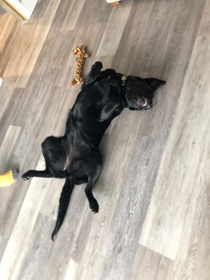 Guide Dog in Training Simone feeling super relaxed at her Boarder Nancy's house! Say cheeeese!

(photo shows Black Labrador x Golden Retriever Simone lying on her back on a laminate floor looking like she is smiling upside down at the camera!)

#GuideDogs #labradorretriever