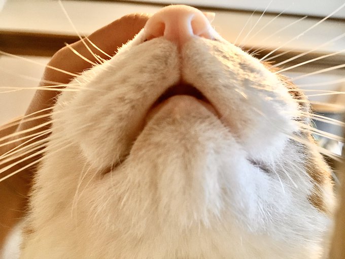 猫の口元のtwitterイラスト検索結果 猫の口元のtwitterイラスト検索結果