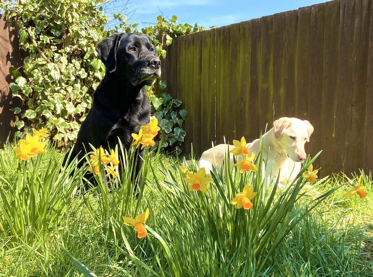 CSPRG_Imperial's tweet photo. Here are two furry friends belonging to @DrAmandaJCross to help brighten your day! 🐕‍🦺🌼
Definitely the cutest #PetsofImperial 🐶 #CSPRGphotochallenge https://t.co/utqWXcgGu7