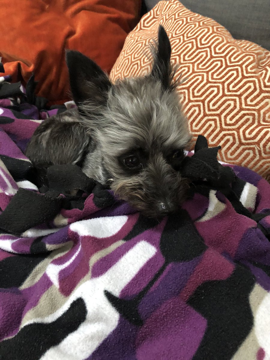 ClevelandBert's tweet photo. #GoodMorning #dogsoftwitter Day 24. Glad my #dads have a yard to work on, they are cramping my #nap time. #Bark #Bert #DaFuzz https://t.co/8G5ePigVU2