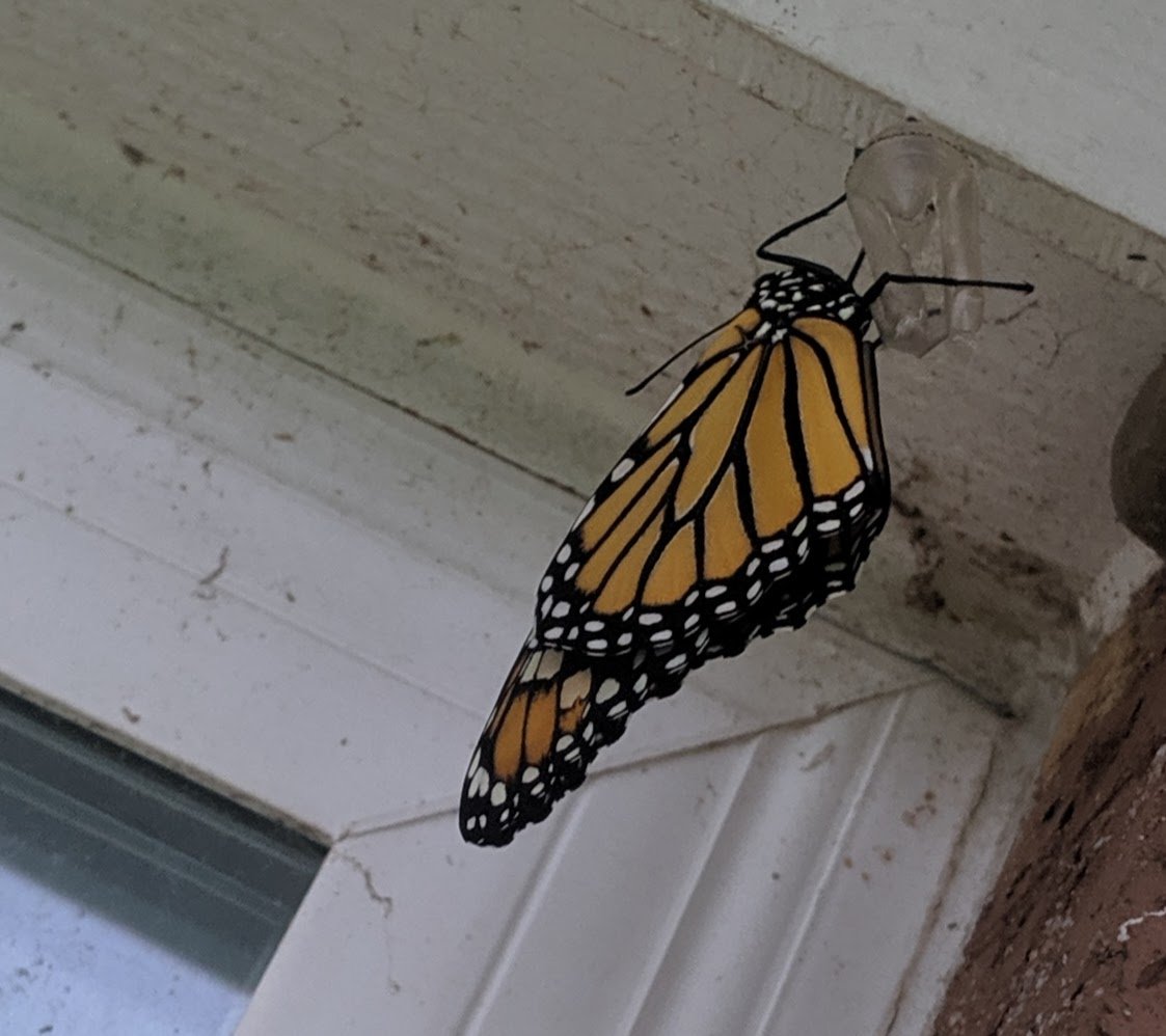 Tracy Olvera tweet media