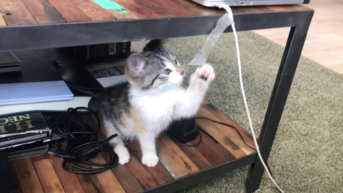 MeowMoeDotCom's tweet photo. cutest #Kitten of the year| ...
 
#Cats #Cat #Kittens #Kitten #Kitty #Pets #Pet #Meow #Moe #CuteCats #CuteCat #CuteKittens #CuteKitten #MeowMoe
 
#CuteCatsVideos #CuteKitten #CuteKittenVideo #CuteKittensVideos #CuteKittiesVideos
 
https://t.co/eOgwVFucdP
 
. https://t.co/FnljgzStFS