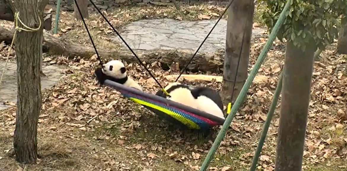 To start your  #StayHomeSaveLives morning , why not  #LiveStream a living room  show! The yards at Shenshuping Gengda Panda Center in  #China's  Wolong Valley are filled with bamboo --making for some very happy  #panda residents.  https://bit.ly/2JPqbGZ 