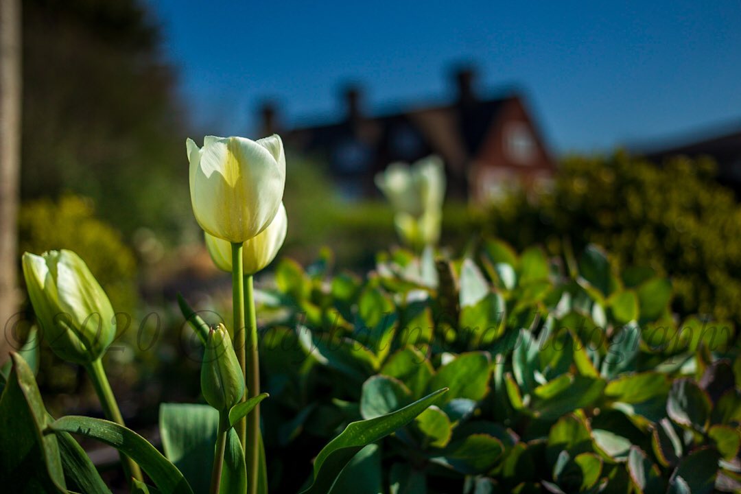It’s still beautiful here in Oakham <a href="/OakhamSch/">Oakham School</a> <a href="/OakhamBuchs/">Buchanans Oakham</a>