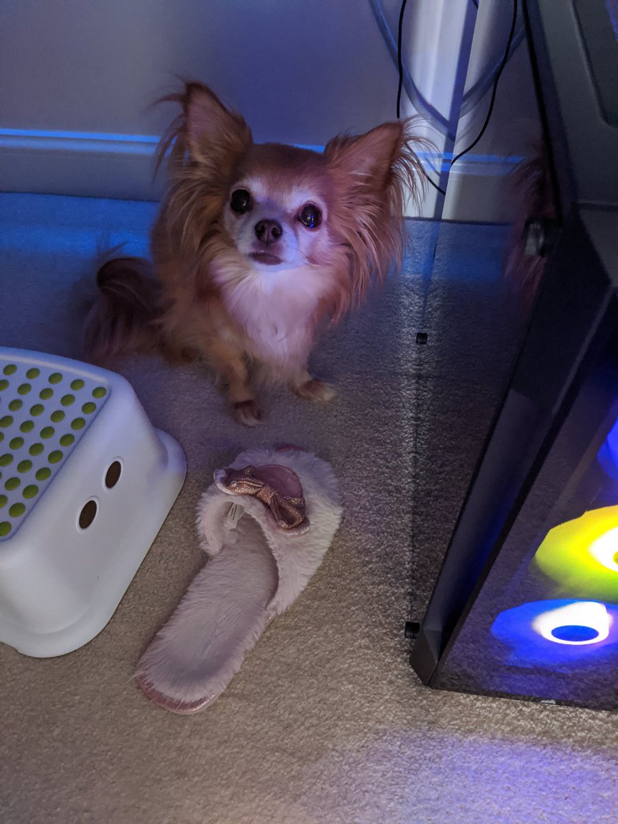 CharlottieLS's tweet photo. Wondering where Coco had gone then heard a weird noise under my desk. #gamedevpets #petsunderlockdown https://t.co/e3cOL3j3OX