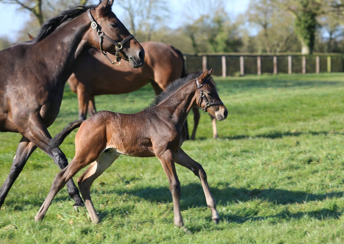 A fifth generation Juddmonte homebred... this active colt by Sea The Stars, born 5th March, is out of Time Chaser, winner of three races and a full-sister to Gr.2 winner Time Test #FoalWatch