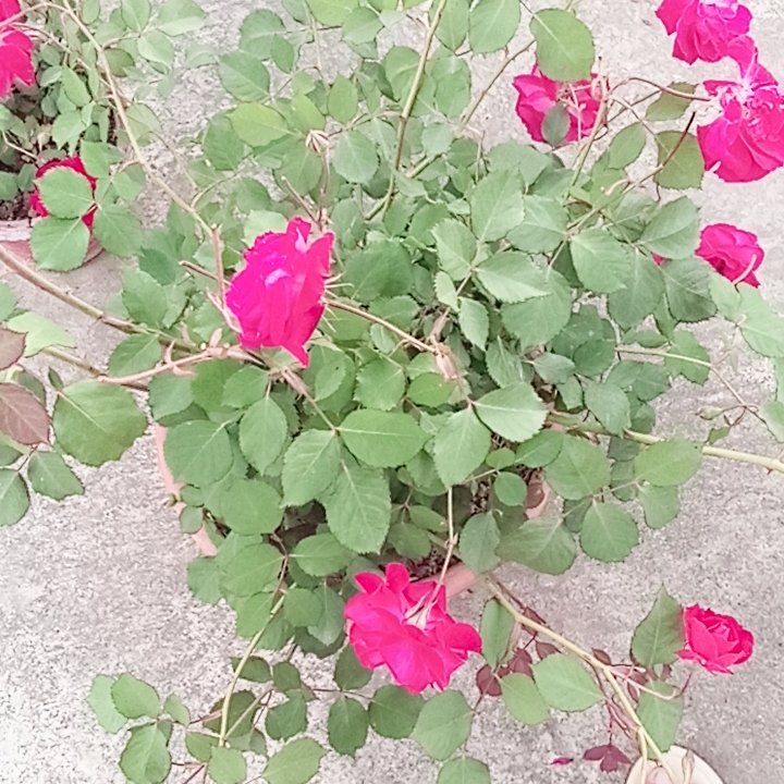 _belladonnaa_'s tweet photo. Spring🌸🌸🌸 https://t.co/rBMSl7ews5