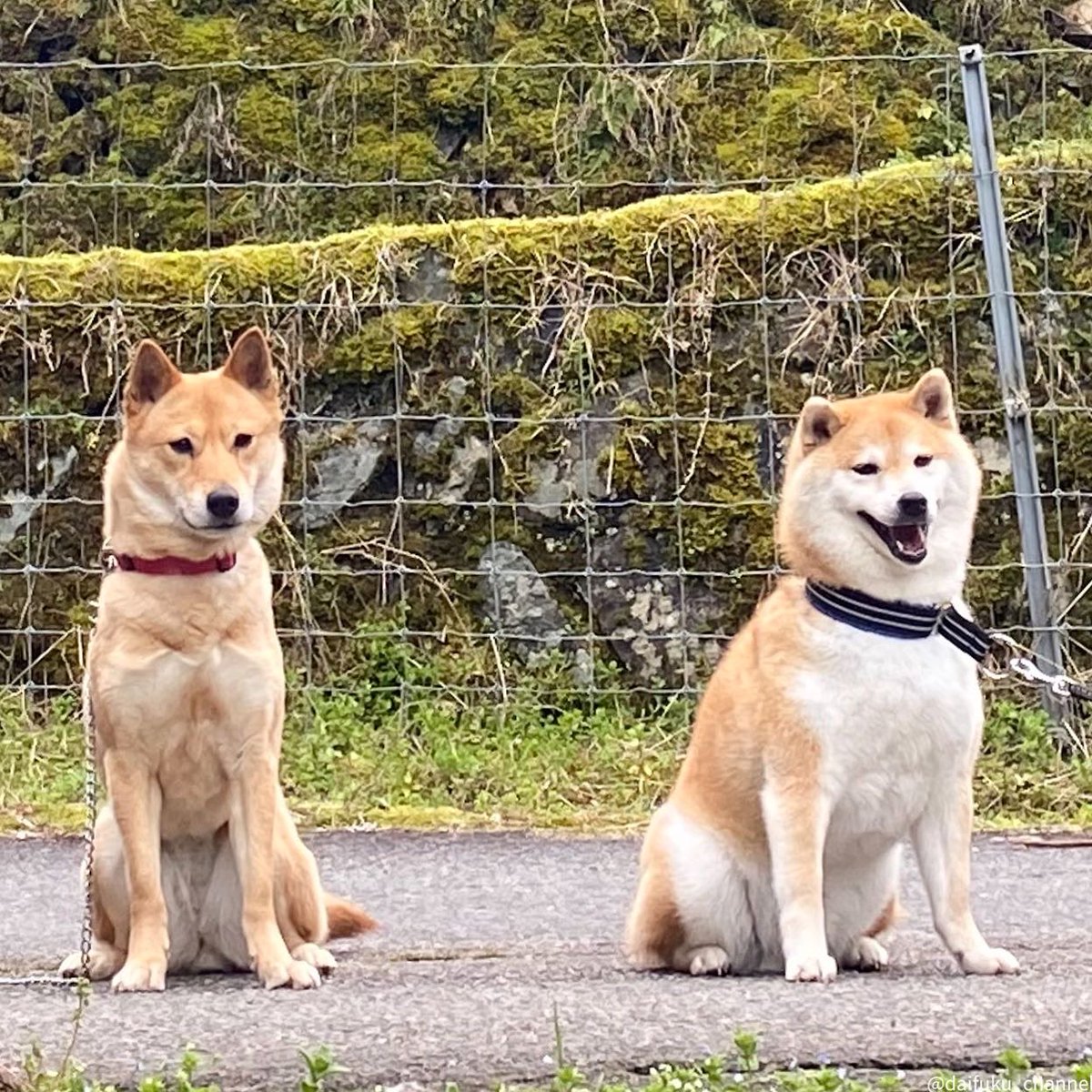 山陰 柴犬