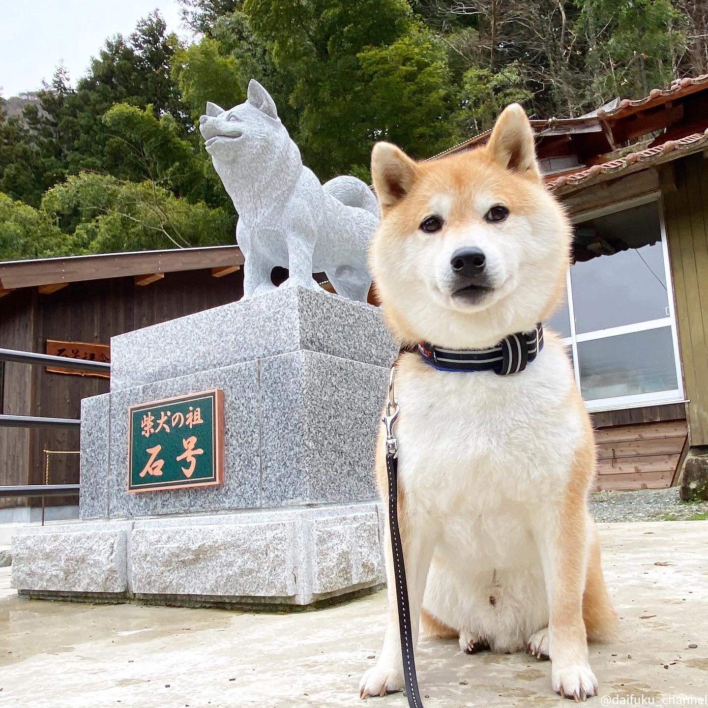 柴犬だいふく 今日は4 8で柴 しば の日 柴犬のルーツを島根で見つけてきたよ だいふくの隣にいるのは山陰柴犬のサニーちゃんだよ この旅の様子は現在発売中のbrutus Brutusmag おうち時間のお供にチェックしてね Brutus ブルータスの犬特集