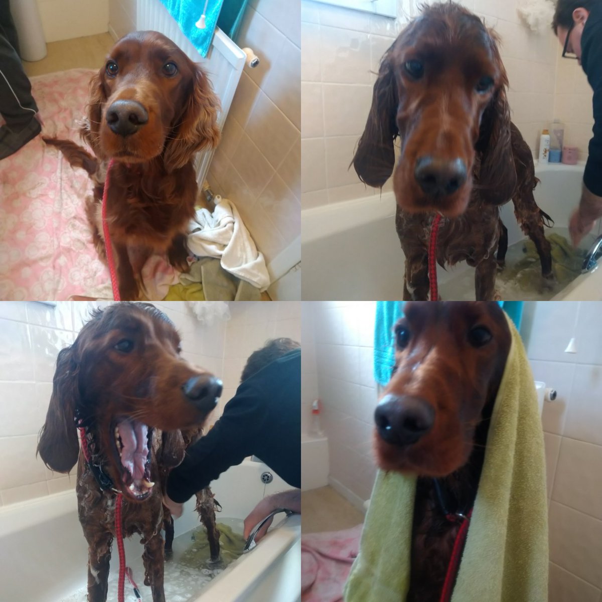 Bathtime 😬 My hoomans are so glad that the <a href="/PetsatHome/">Pets at Home</a> dog shampoo came in a big bottle. I don't like baths, so I'm not 😅
#petsathome #bathtime #WednesdayVibes