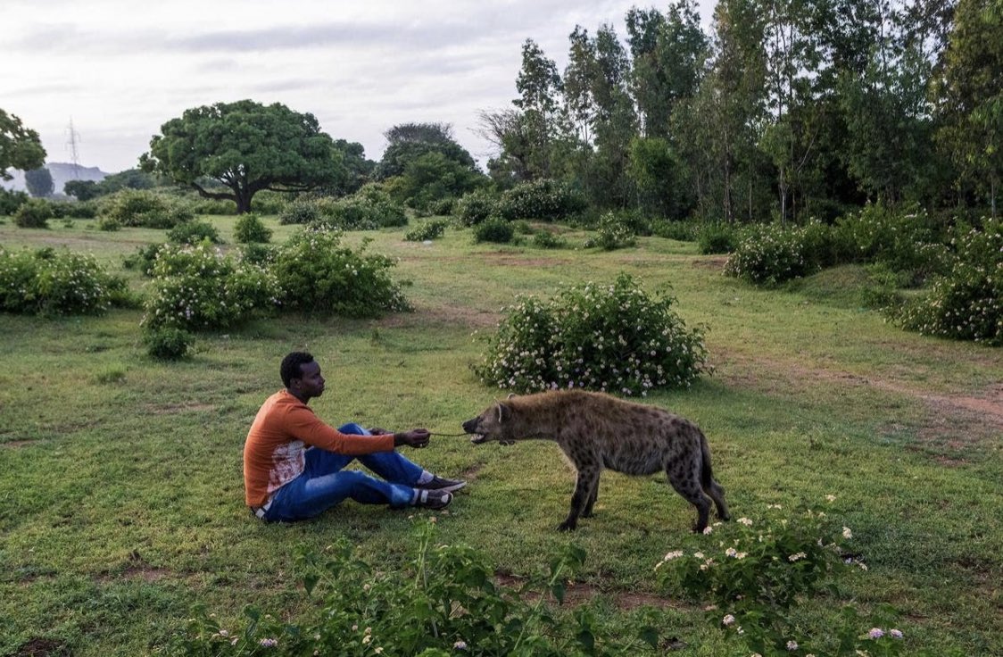 westtrybe's tweet photo. There is a man in Kenya known as “The Hyena Man”. He started feeding them to keep them away from livestock, but he eventually gained their trust and has even been led back to their den to meet some of the cubs. https://t.co/UDKHTWHv71