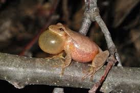 KandR_Landscape's tweet image. Despite the crazy up and down weather the spring peepers are out  peeping, spring is here. #springpeepers  farmersalmanac.com/facts-about-sp…
