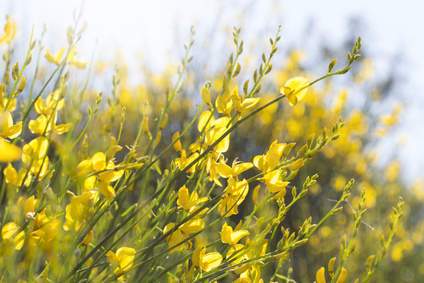 L’Histoire Angevine lanjoudanslesvignes.wordpress.com/2020/04/08/lhi…