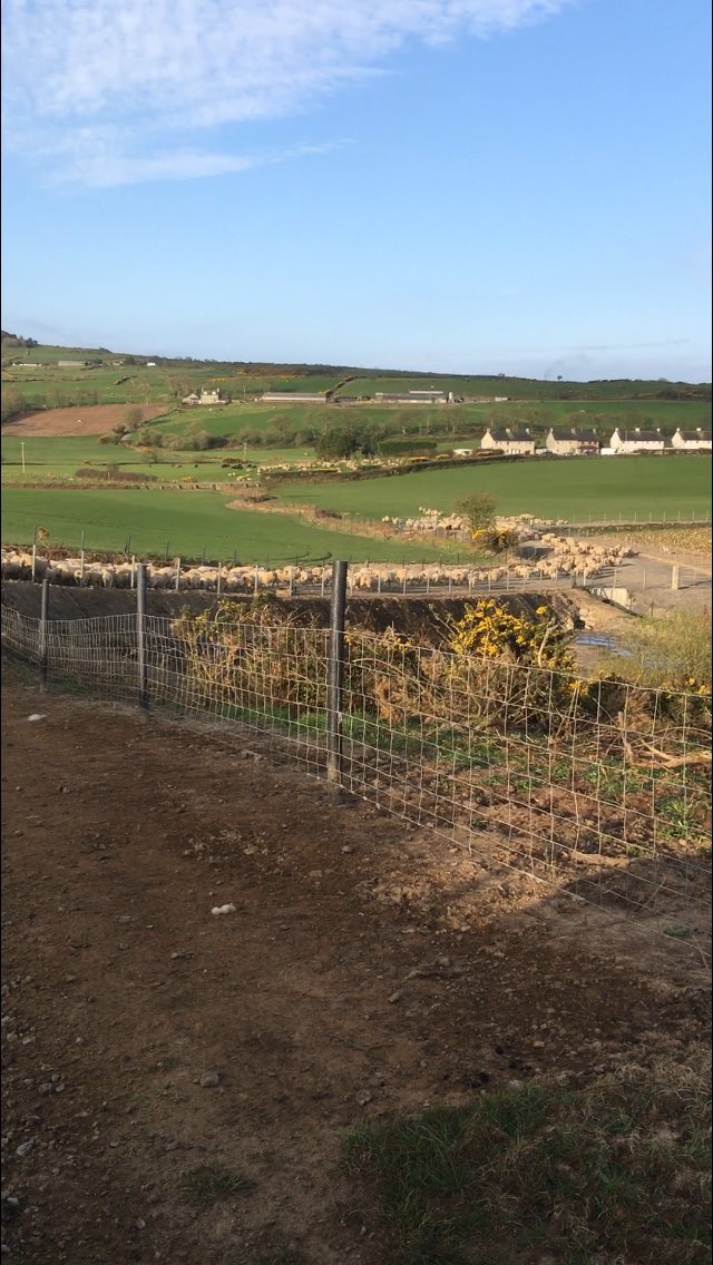 HarriParri's tweet image. Dose cyntaf i efeilliaed 🏴󠁧󠁢󠁷󠁬󠁳󠁿 first drench for January born twins. A few ready to go, first lot of singles gone this morning ☀️🍀 #nocreep
