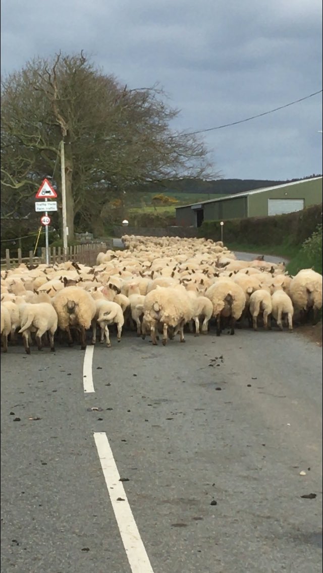 HarriParri's tweet image. Dose cyntaf i efeilliaed 🏴󠁧󠁢󠁷󠁬󠁳󠁿 first drench for January born twins. A few ready to go, first lot of singles gone this morning ☀️🍀 #nocreep