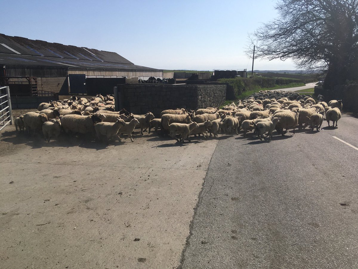 HarriParri's tweet image. Dose cyntaf i efeilliaed 🏴󠁧󠁢󠁷󠁬󠁳󠁿 first drench for January born twins. A few ready to go, first lot of singles gone this morning ☀️🍀 #nocreep