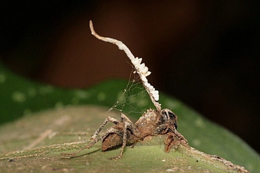 The fungus uses the ant’s tissues as a carbon source to grow a fruiting body from between the ant’s thorax and head, producing spores that drop downward and hit the ant’s colony-mates as they go about their foraging trips. In this way, the zombie fungus can infect the colony.
