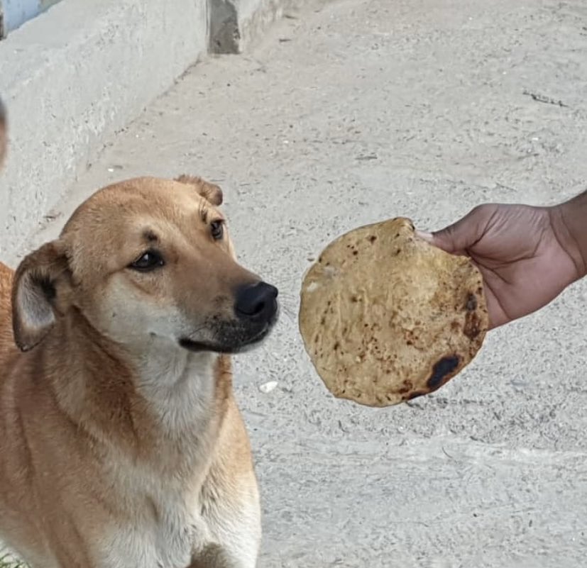 Community Kitchen started in #Dehradun by officers of the Animal Husbandry Department for street dogs, which are being fed with the help of volunteers ! Thank you 
Dr.Kailash Uniyal for setting an example of #KindnessInCrisis