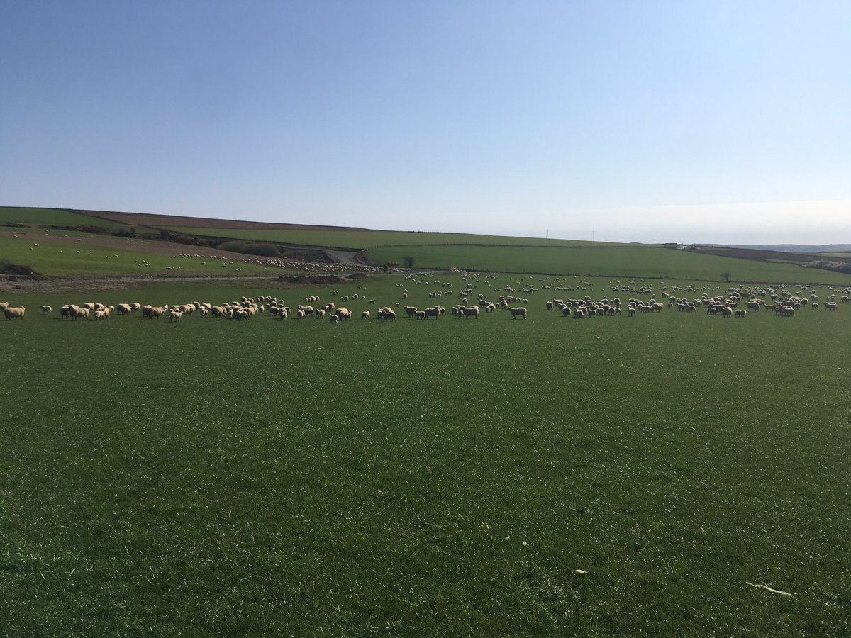 HarriParri's tweet image. Most of twins will be ready by end of the month 💪🏻#nocreep