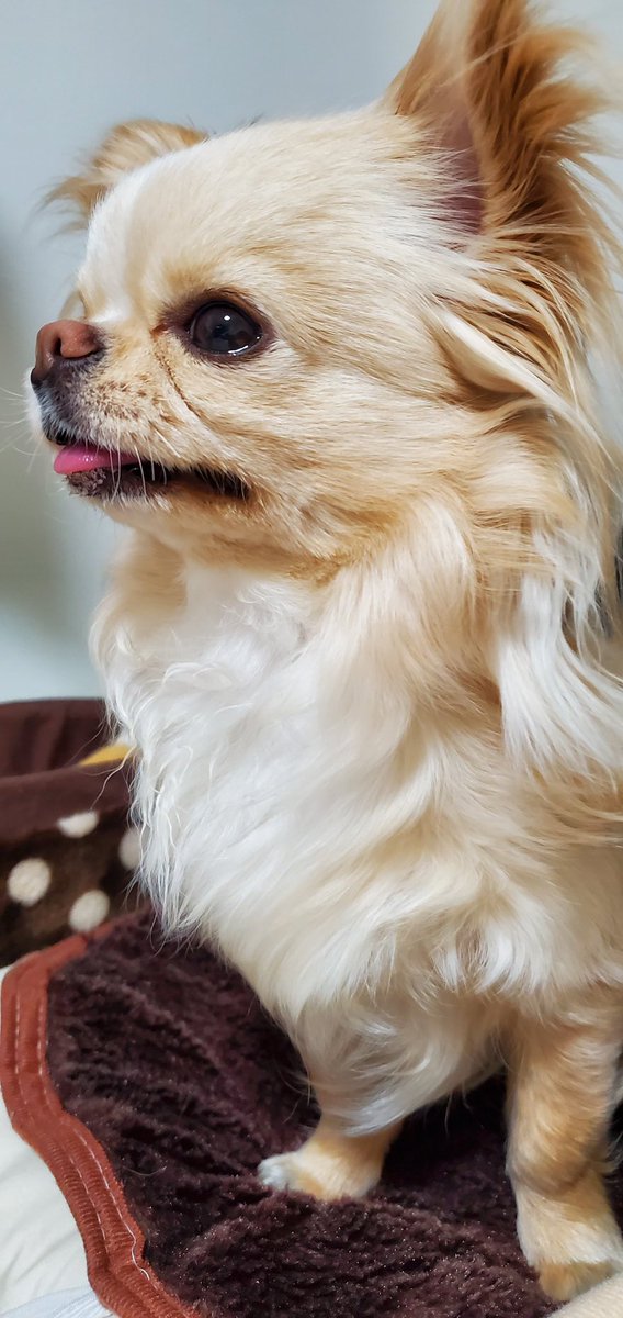 Mug 最近 マグぞうさんのお鼻が短くなったような ロングコートチワワ 愛犬 犬好き お鼻が短い お鼻はピンク 体温高め 足の開きが心配です やなぞうさん