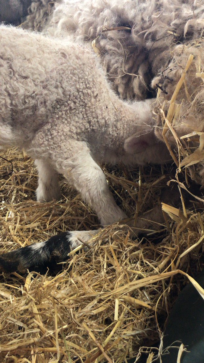 Happy lamb drinking 🐑❤️🐑
#lamb#drinking#lambing#season#agriculture