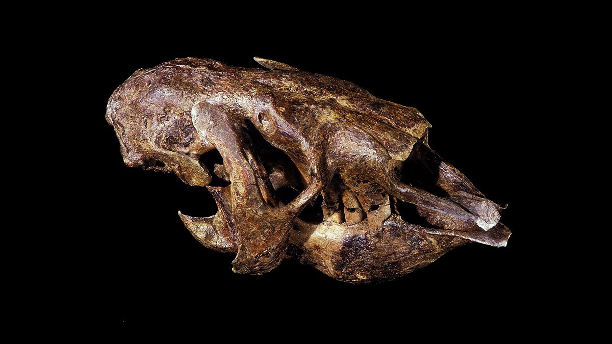 TIME TO  #GUESSTHESKULL A weekly twitter game where I show you a  #skull and you guess the animal and together we learn a thing! Although this week's animal is basically an alien this extinct animal has living relatives that shouldn't be too foreign to you! #SciComm