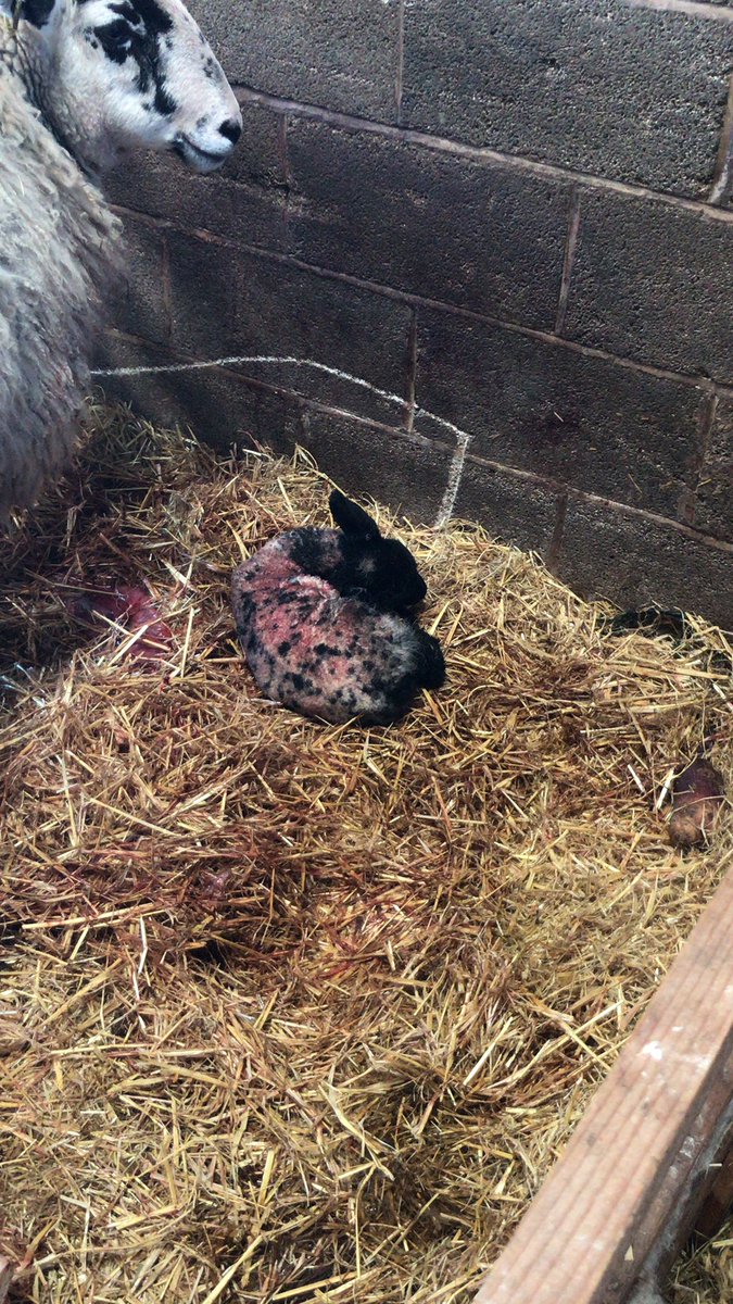 No better feeling than bringing new life into the world #farmlife #newlamb