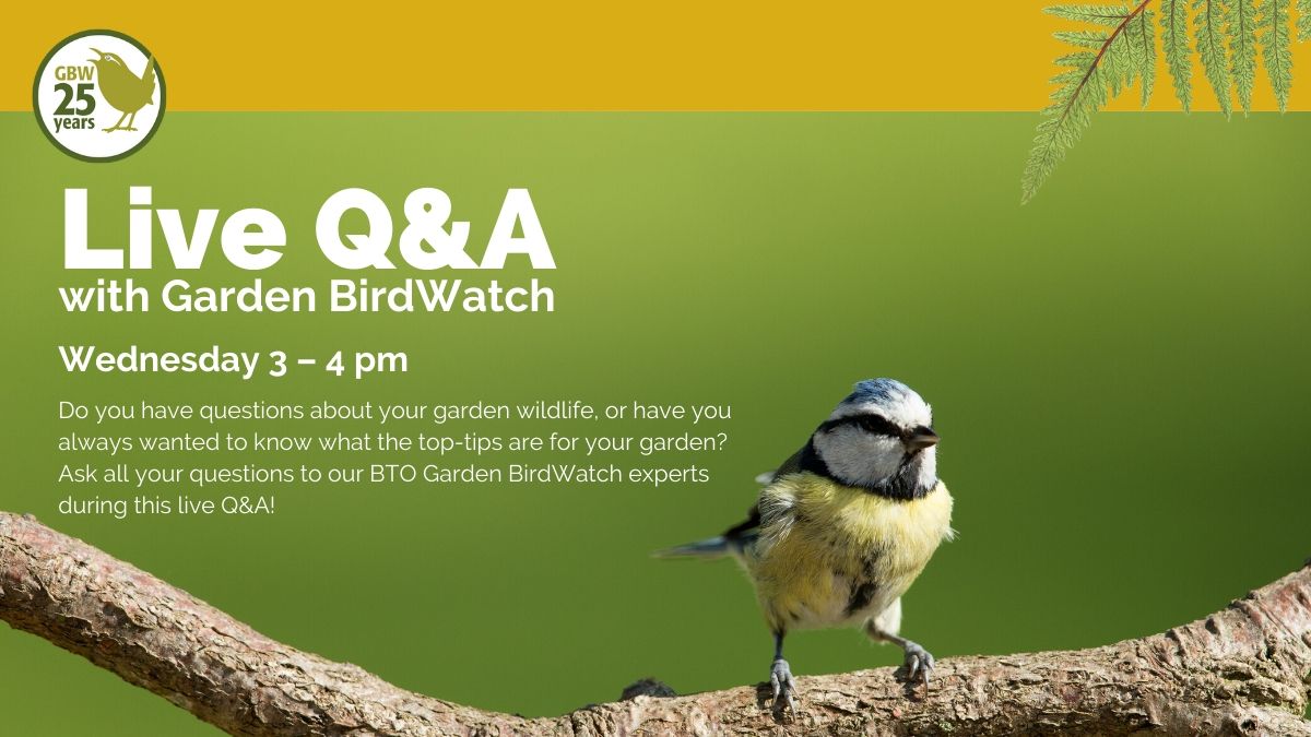 BTO Garden BirdWatch tweet media