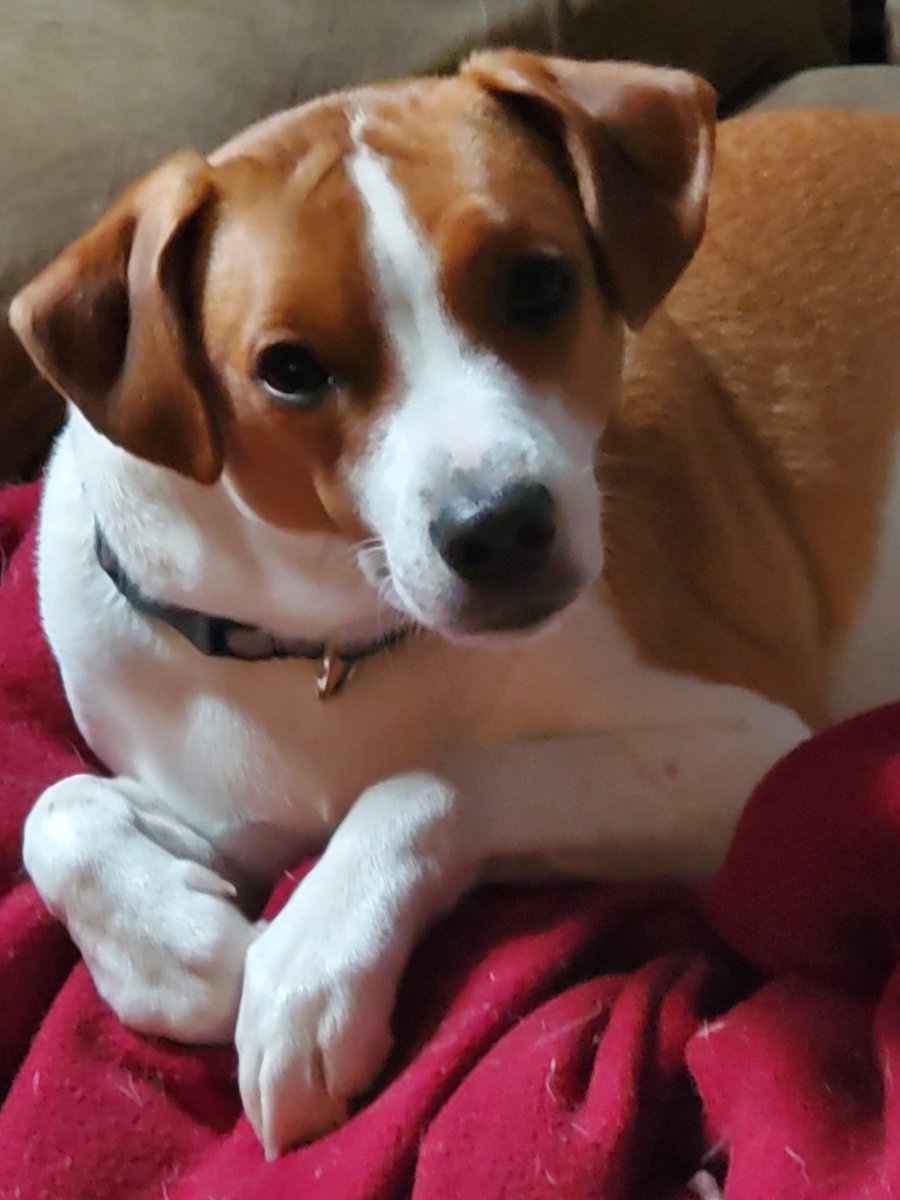Vonnaroo's tweet photo. Good Morning you fabulous people. #dogsofquarantine #dogsofwny https://t.co/mKSDGUDyKU