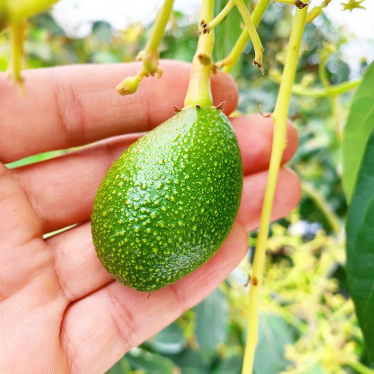 せきね農園 على تويتر 桃の花が咲きました 数日後には受粉作業です 畑の雑草が伸びてきたので 草刈作業をしてたら とってもイケメンな子と遭遇 ハウスの中のアボカドは 順調に大きくなってきてます 大きいものだと うずらの卵くらいです 桃の花 ネコ せきね農園 على تويتر 桃の花が咲きました 数日後には受粉作業です 畑の雑草が伸びてきたので 草刈作業をしてたら とってもイケメンな子と遭遇 ハウスの中のアボカドは 順調に大きくなってきてます 大きいものだと うずらの卵くらいです 桃の花 ネコ