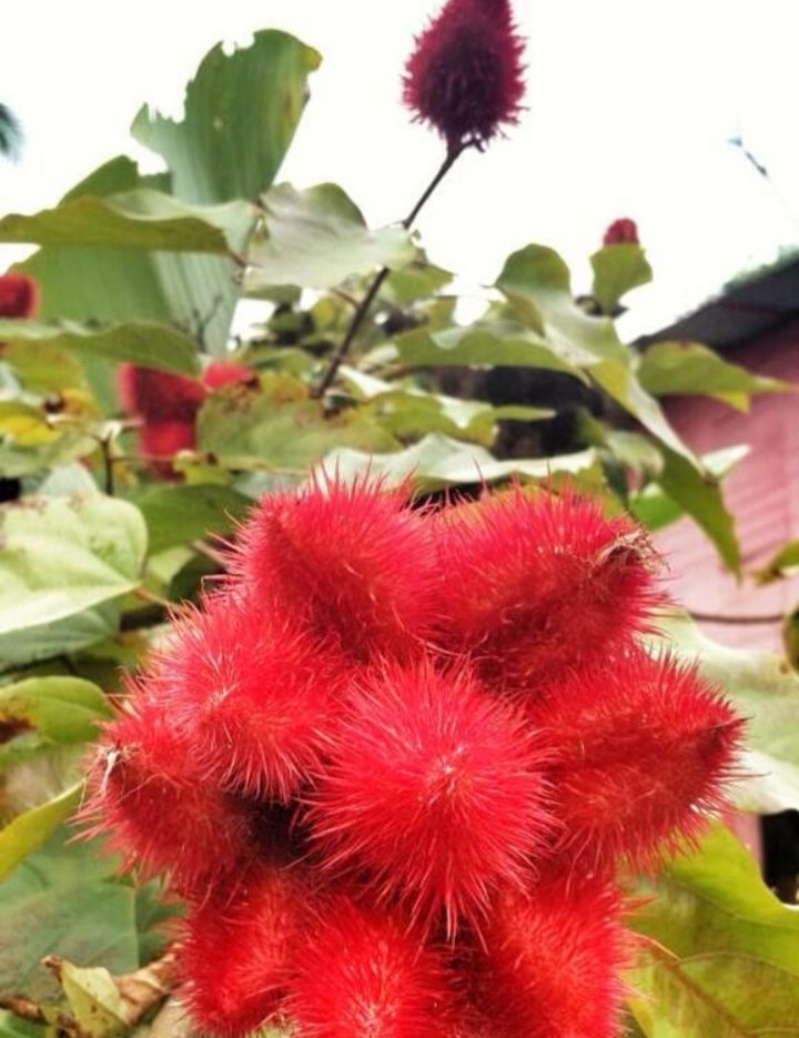 PROAGROSURSAC's tweet image. PROBIX, es un colorante natural procesado del achiote.
Empezamos con cochinilla carmin, hoy también con un  nuevo producto de aplicacion para la industria alimentaria  utilizada en yogures, quesos, helados, panes etc. 
#colorantenatural
#achiote
#probix