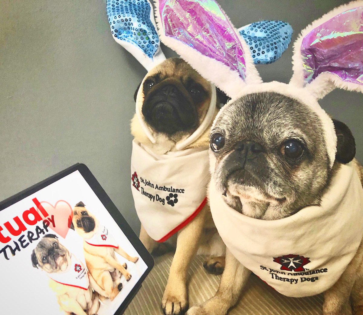 IgorPugDog's tweet photo. Apparently the Easter Bunny has been deemed “essential “ ...  like Mom ever needed an excuse . 

#pug #easter #easterbunny #therapydogs #virtualvisits #stayhome #dogswithjobs #kdnont @LdnTherapyDogs https://t.co/pAZhOVGucN