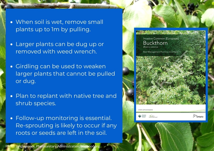 Common buckthorn is a wide spread invasive shrub that negativity impacts soil quality, plant communities, and wildlife. Here are some tips on managing common buckthorn on your property.