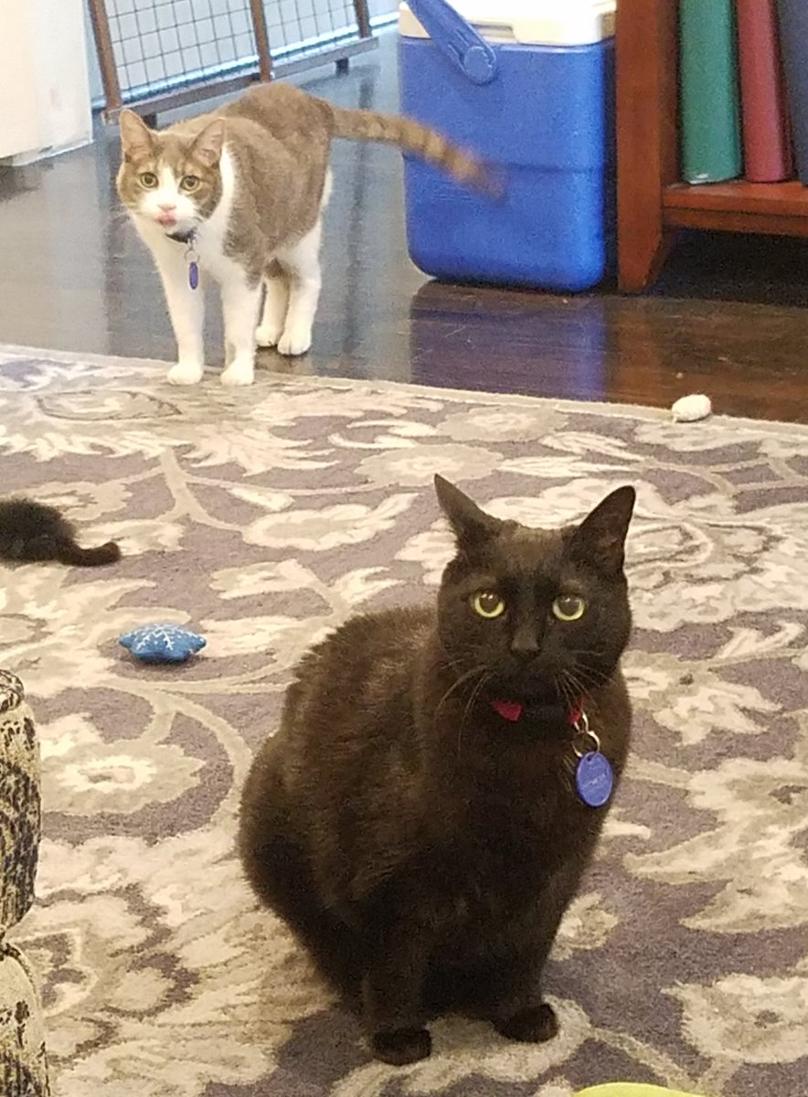 PussycatNaughty's tweet photo. "Pinot, he's behind you!"
Why did you warn her, Mom?
#OhNoImNot #PantoCat #CatsofTwitter #CatLife #Cats #catlovers https://t.co/dWazkVKx2c