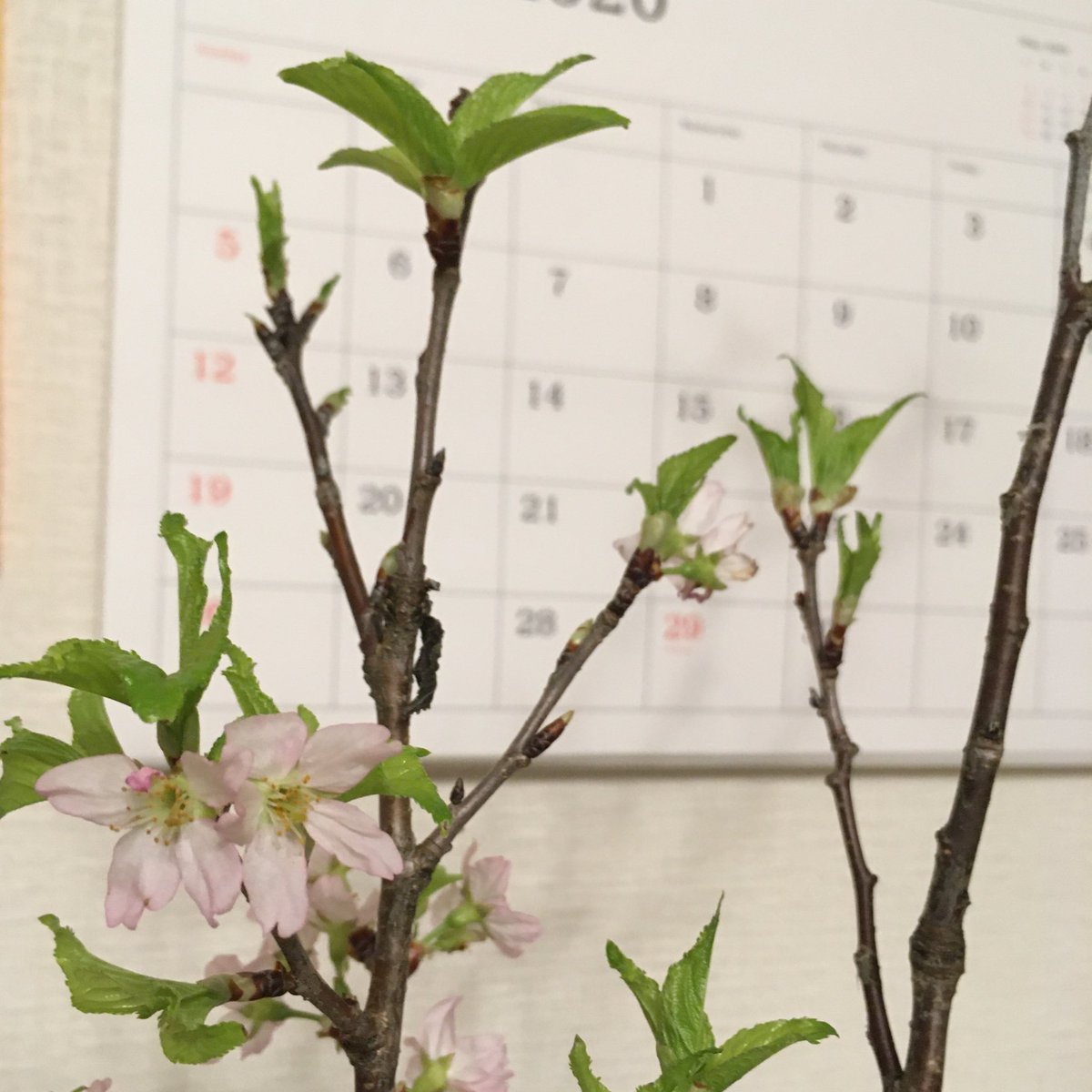 Ayako めっちゃ葉が出てきた 桜の枝 強いな T Co Fqfpzgqj8i Twitter
